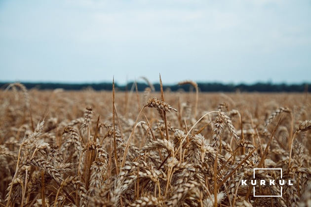 Першою культурою у ТОВ «Ольга» була пшениця